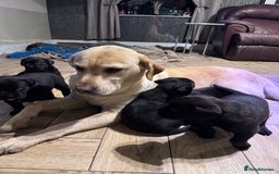 Mixed Breed dogs for sale: Boxador puppies for sale  - Image 4