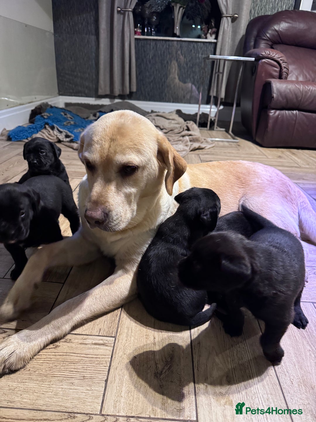 Mixed Breed dogs for sale: Boxador puppies for sale  - Image 4