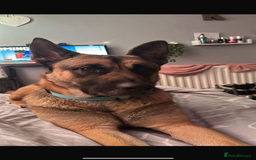 Mixed Breed dogs for sale: Gorgeous Max the German Shepherd  - Image 1