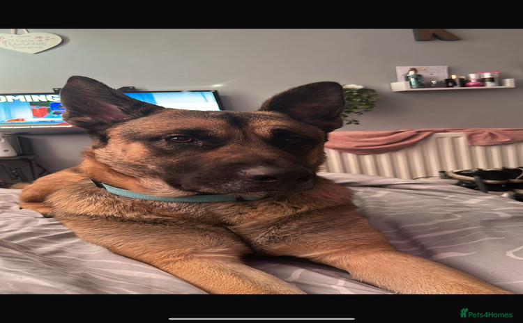 Mixed Breed dogs - Advert 4