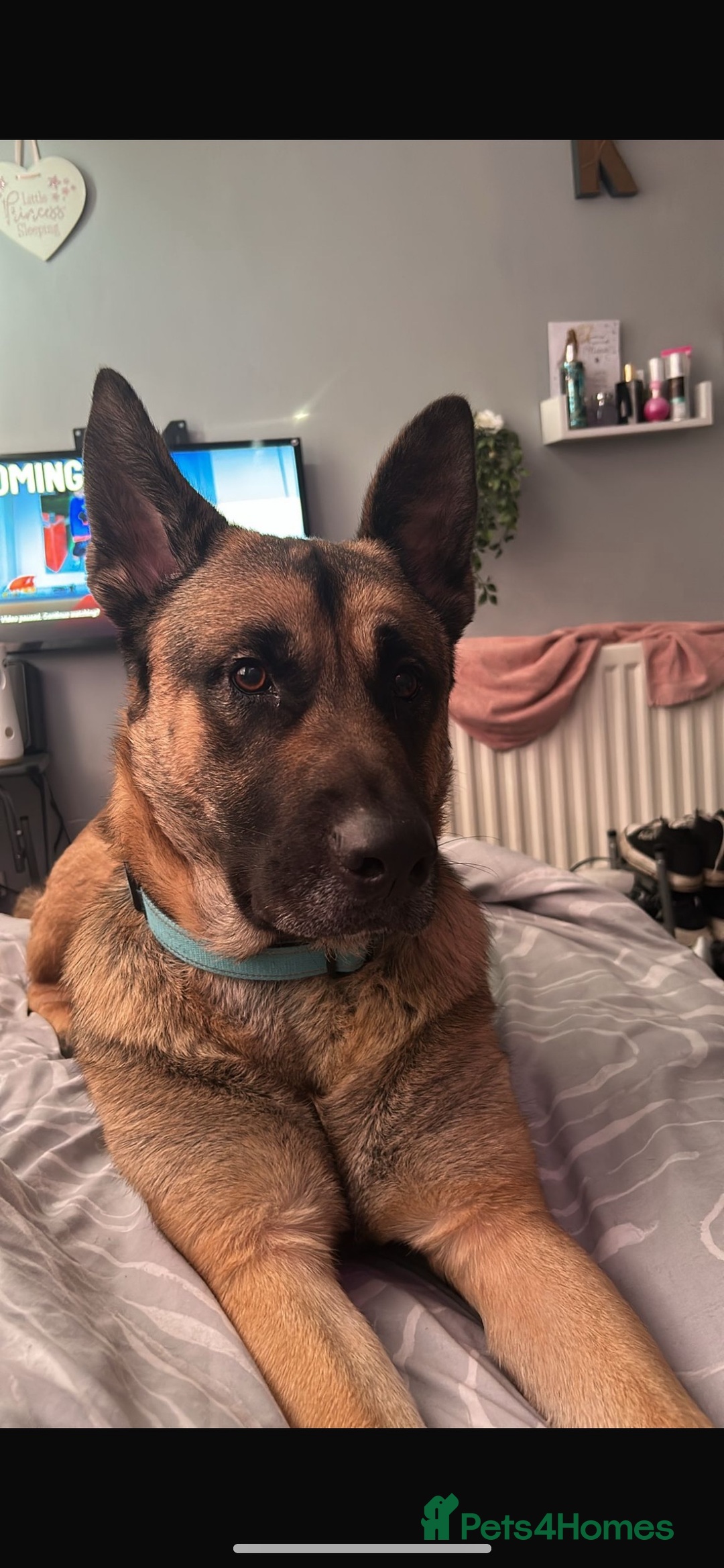 Mixed Breed dogs for sale: Gorgeous Max the German Shepherd  - Image 1