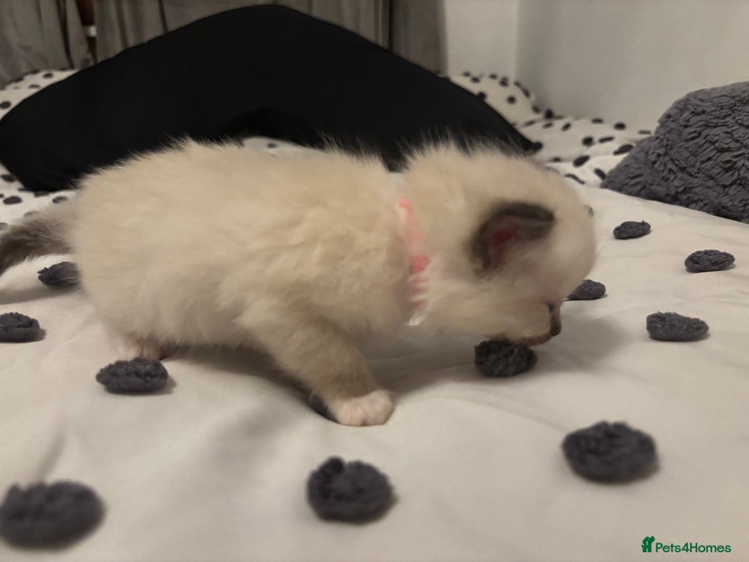 Ragdoll cats for sale: Ragdoll kittens  - Image 4