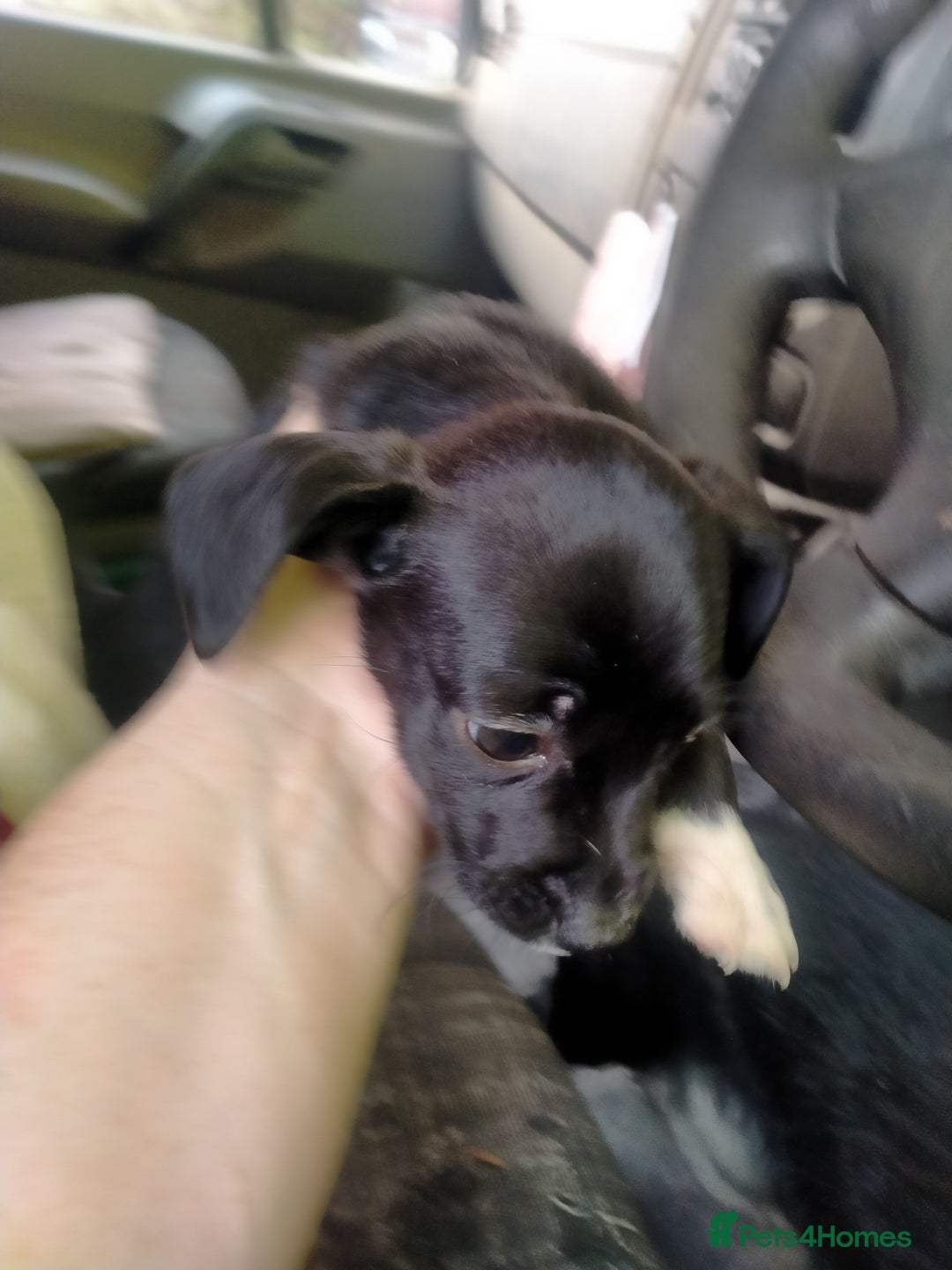 Mixed Breed dogs for sale: Cocker jack - Image 6