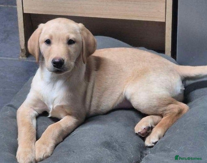 Labrador Retriever dogs KC Labrador Bitch Puppy ready to leave  - Advert 10