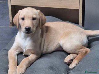 Labrador Retriever dogs KC Labrador Bitch Puppy ready to leave - Advert 4