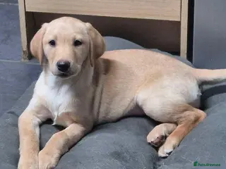 Labrador Retriever dogs KC Labrador Bitch Puppy ready to leave - Advert 13