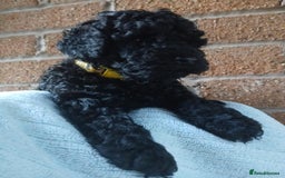 Cockapoo dogs for sale: READY NOW 5* F2B Merle Cockapoos - Image 21