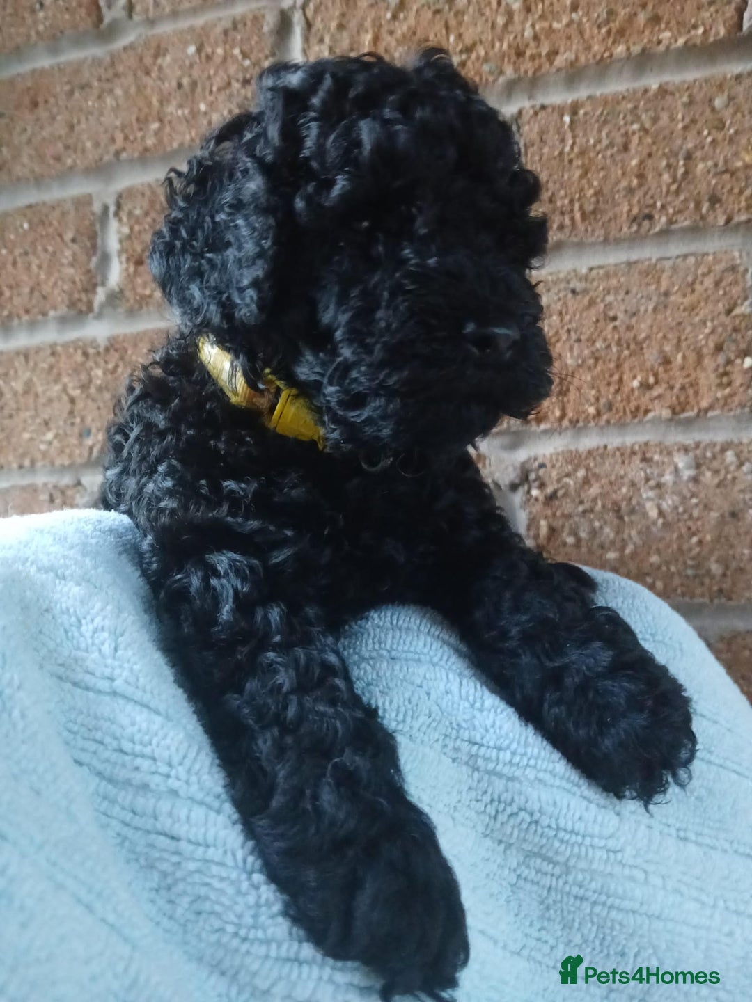 Cockapoo dogs for sale: READY NOW 5* F2B Merle Cockapoos - Image 21