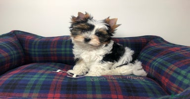 Yorkshire Terrier dogs One Beautiful Biewer Terrier Boy AVAILABLE! - Advert 11