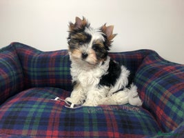 Yorkshire Terrier dogs One Beautiful Biewer Terrier Boy AVAILABLE! - Advert 2