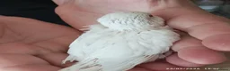 Budgerigars birds for sale: Baby Budgies boy and girl - Advert 2