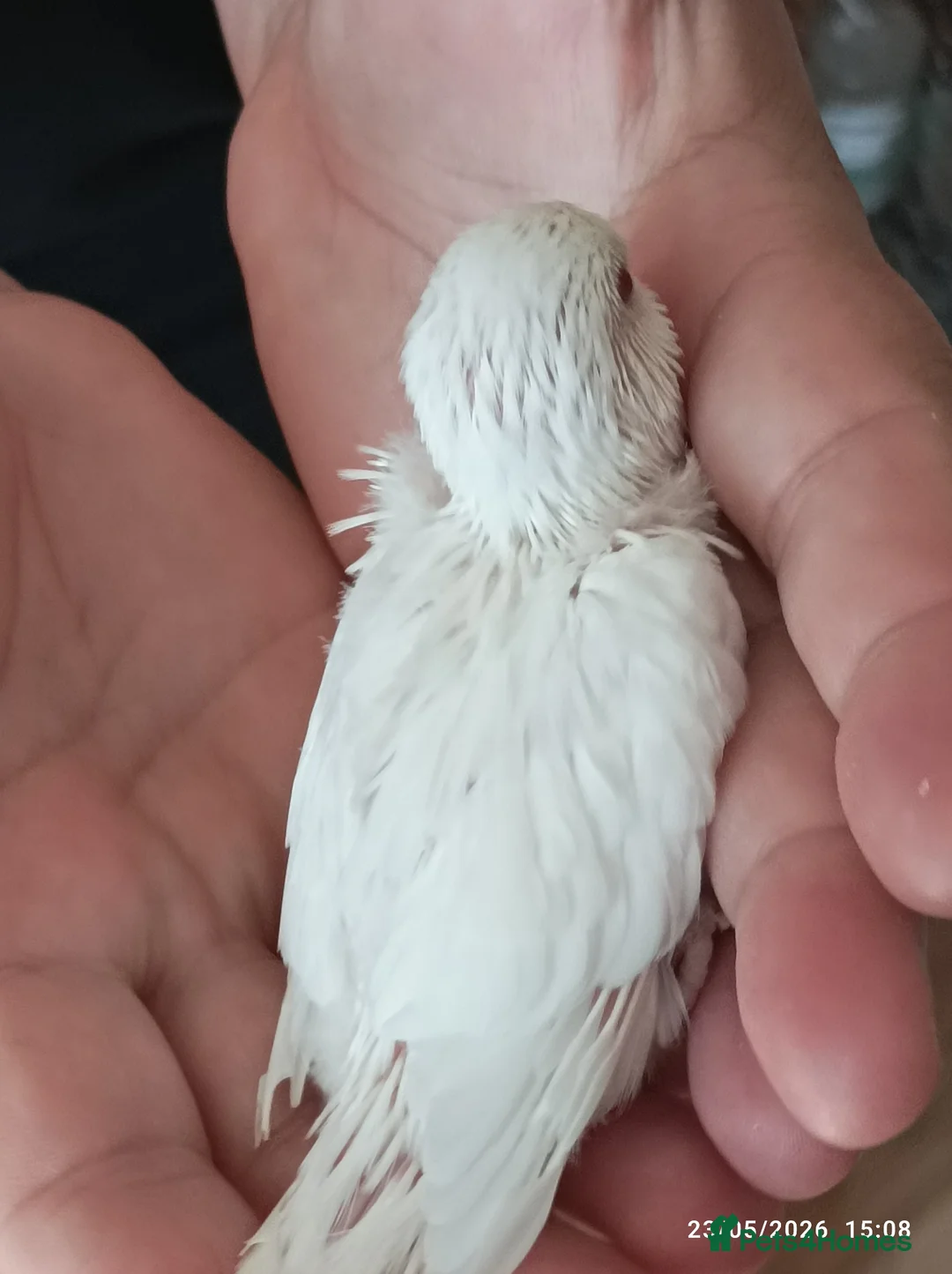 Budgerigars birds for sale: Baby Budgies boy and girl - Advert 2