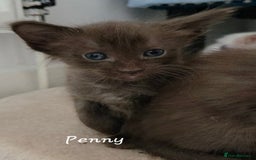 Oriental cats for sale: Beautiful GCCF registered Oriental Longhair girls - Image 14