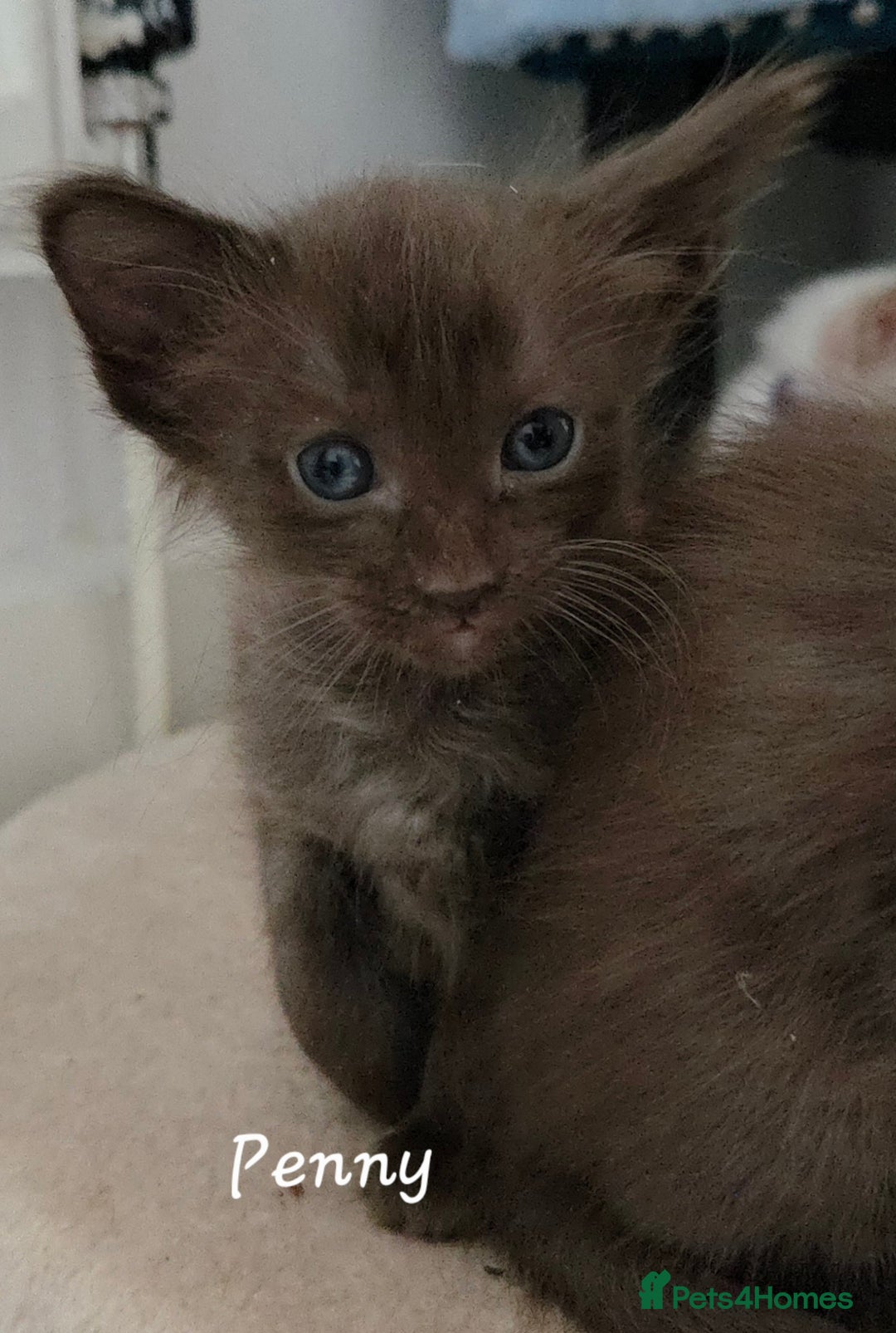 Oriental cats for sale: Beautiful GCCF registered Oriental Longhair girls - Image 14