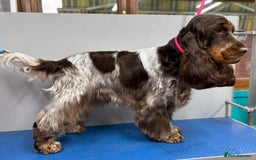 Cocker Spaniel dogs for stud: Chocolate & Tan Roan Show-Type Available at Stud - Image 4