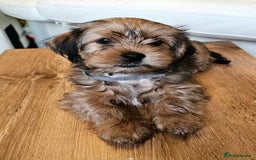 Shorkie dogs for sale: Shihtzu/ Maltese/ Yorkshire Terrier Puppies - Image 1