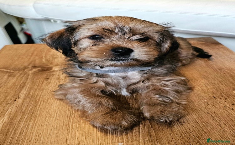 Shorkie dogs - Advert 8