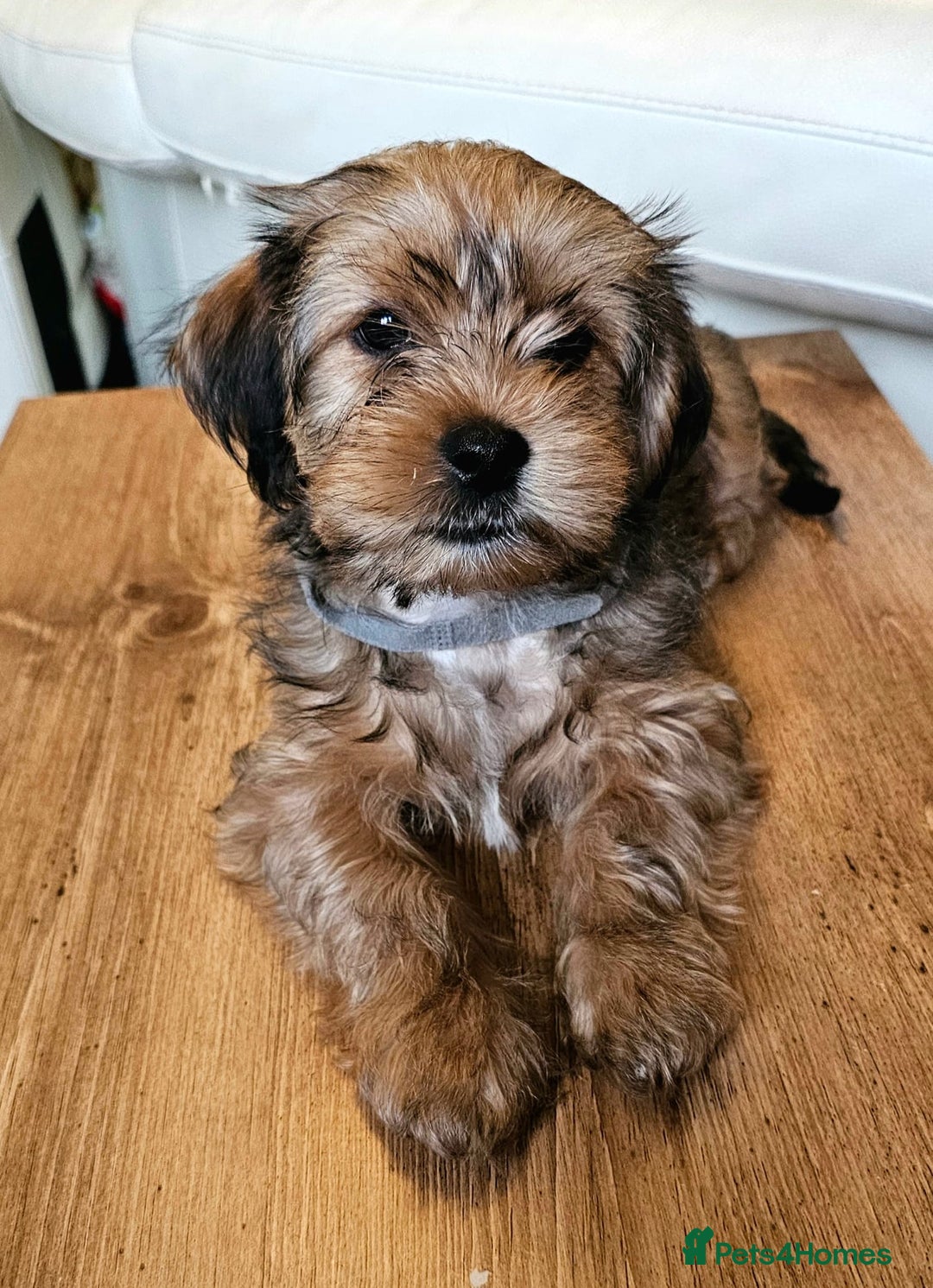 Shorkie dogs for sale: Shihtzu/ Maltese/ Yorkshire Terrier Puppies - Image 1