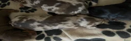 Miniature Dachshund dogs for sale: Miniature dachshunds smooth hairedKC REG PRA CLEAR - Advert 2