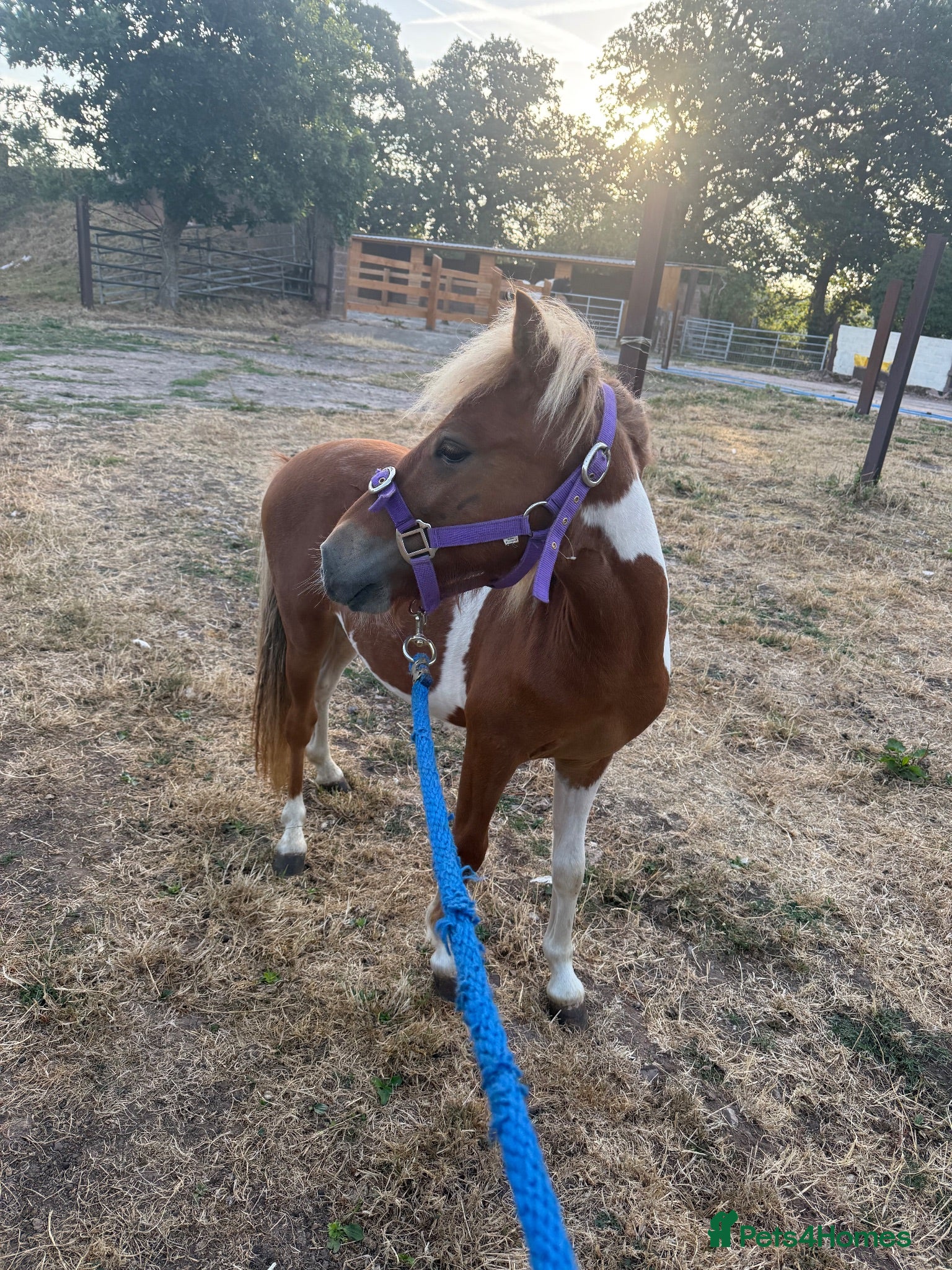 English Thoroughbred horses Dhp looking for new home - Advert 13