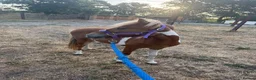 English Thoroughbred horses for sale: Dhp looking for new home - Advert 1