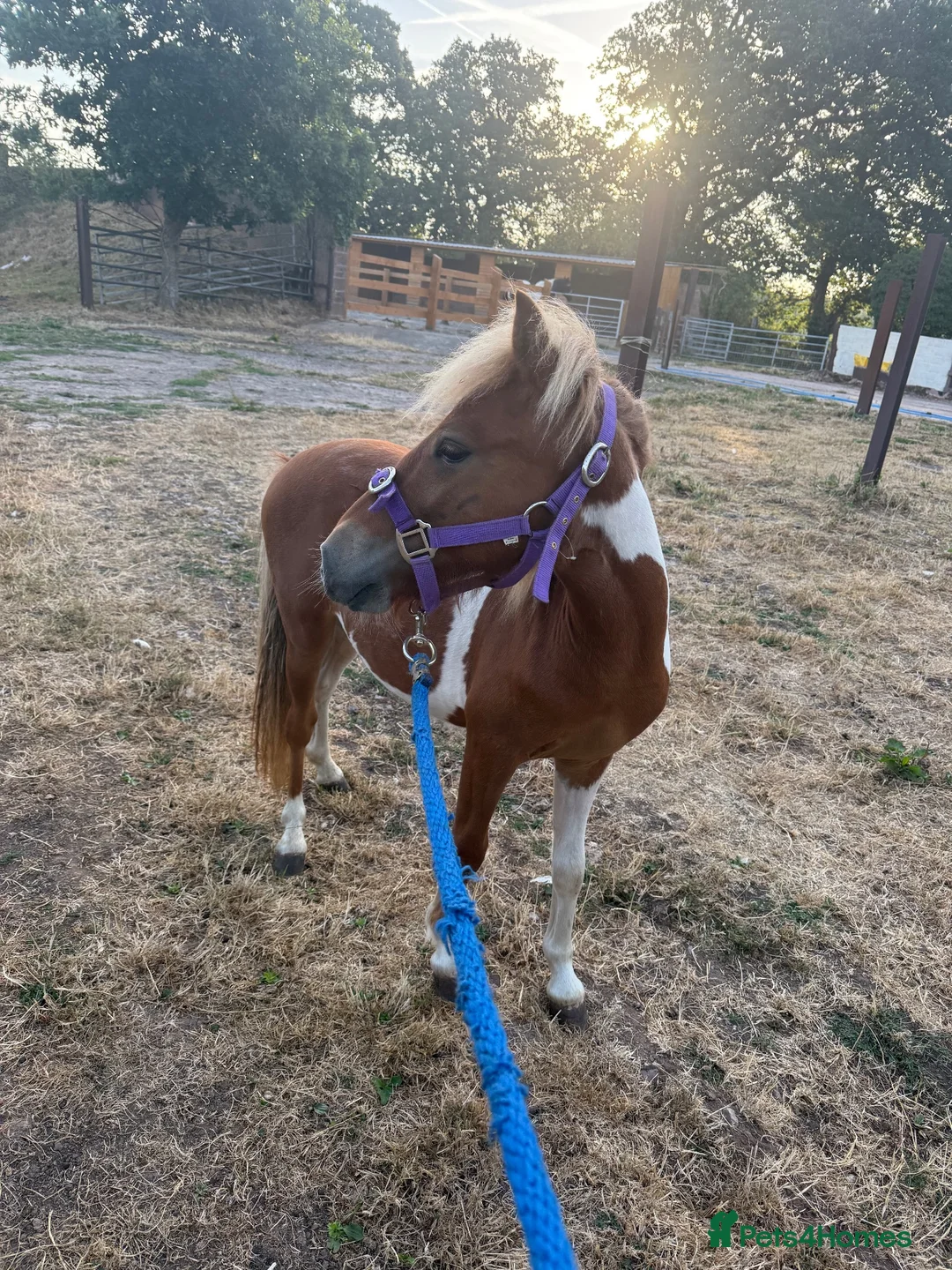 English Thoroughbred horses for sale: Dhp looking for new home - Advert 1
