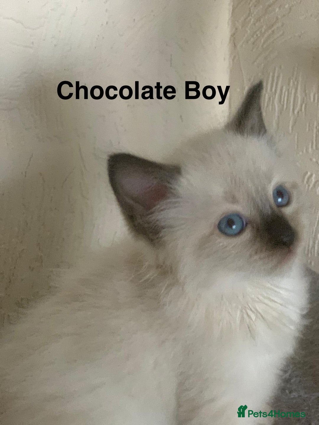 Ragdoll cats for sale: ❗️Charming Pure Ragdoll Kittens waiting love ❤️❗️ - Advert 22