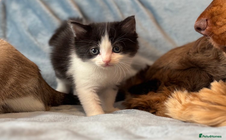 Mixed Breed cats - Advert 1