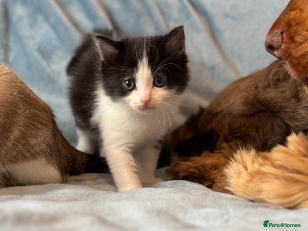 Mixed Breed cats - Advert 13