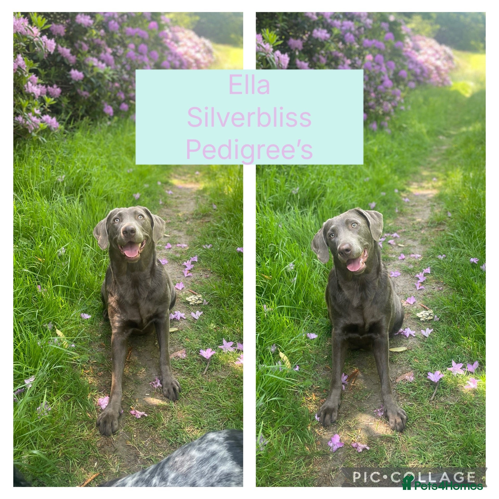Labrador Retriever dogs for sale: 🌸Extensively health tested KC silver Labrador’s🌸 - Advert 1