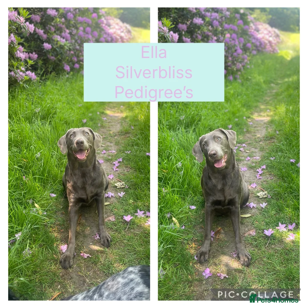 Labrador Retriever dogs for sale: 🌸Extensively health tested KC silver Labrador’s🌸 - Advert 1