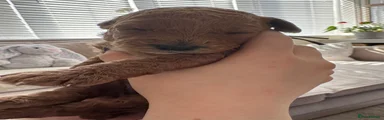 Brown collar girl 