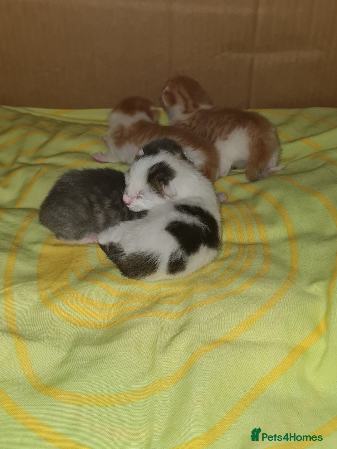 Mixed Breed cats for sale: Kittens😻🧡🧡🩶🤍 - Advert 13