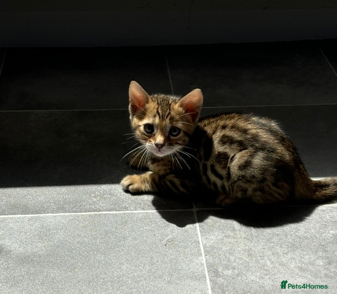 Bengal cats for sale: 😻Tica Best Bengal UK sired Kittens 🏆 🐾 🐱  - Image 22