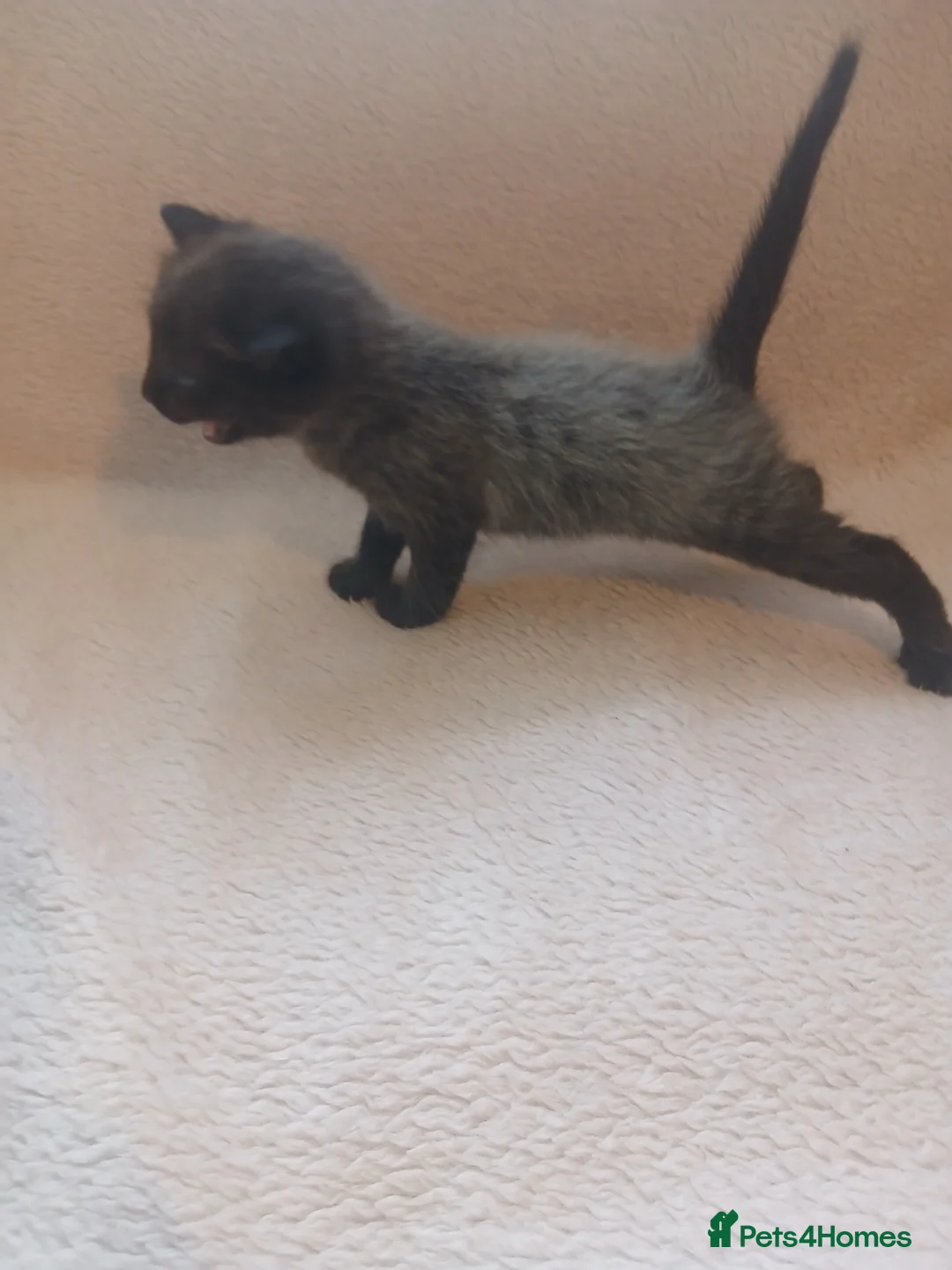 Mixed Breed cats for sale: Beautiful Ragdoll X Kittens - Advert 2