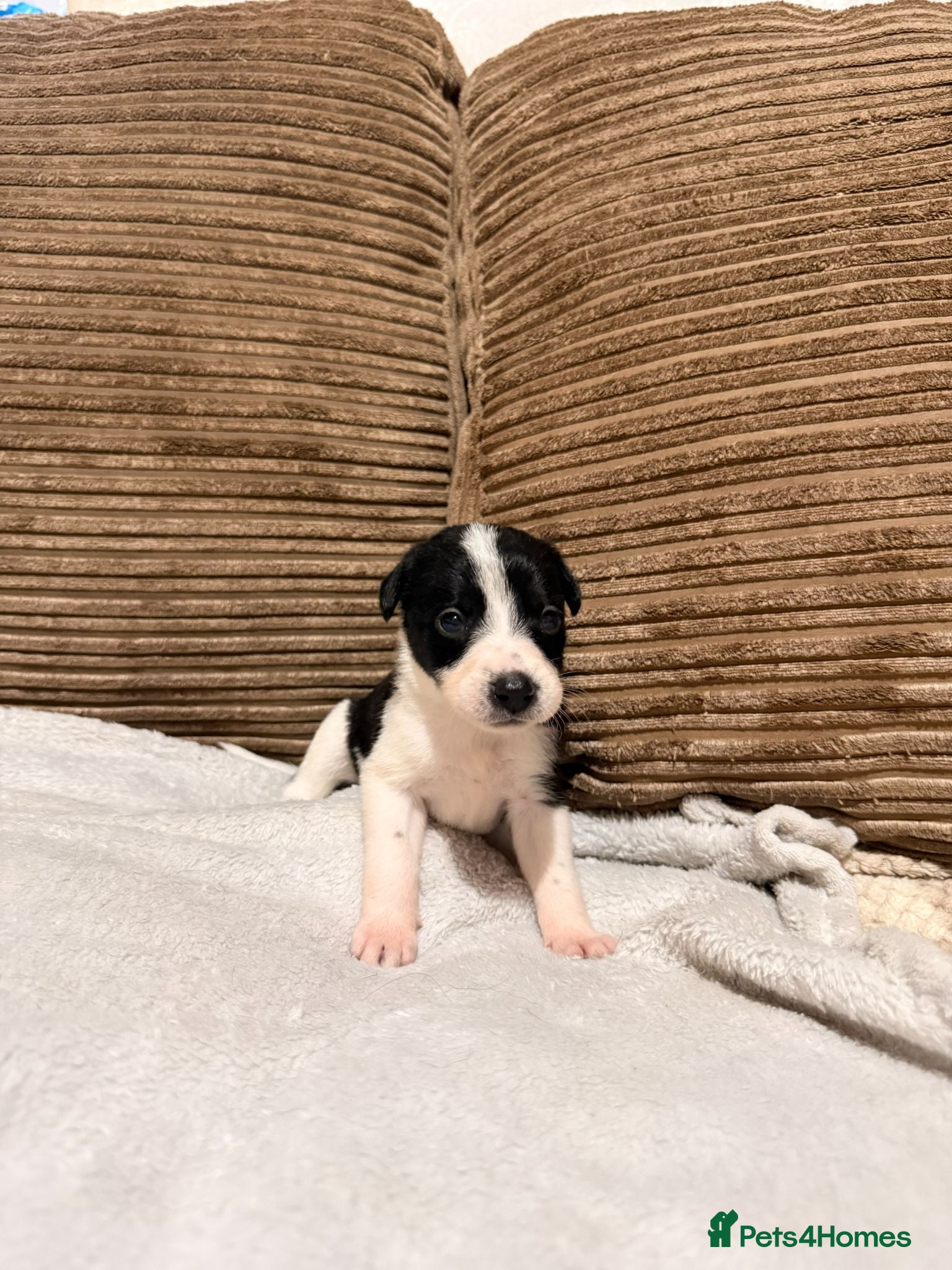 Mixed Breed dogs 🐾✨Stunning Border Collie x Blue Heeler Puppies✨🐾 - Advert 7
