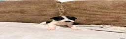 Mixed Breed dogs for sale: 🐾✨ TWO Border Collie x Blue Heeler Pups left ✨🐾 - Advert 23