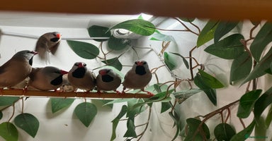 Finches birds - Advert 6