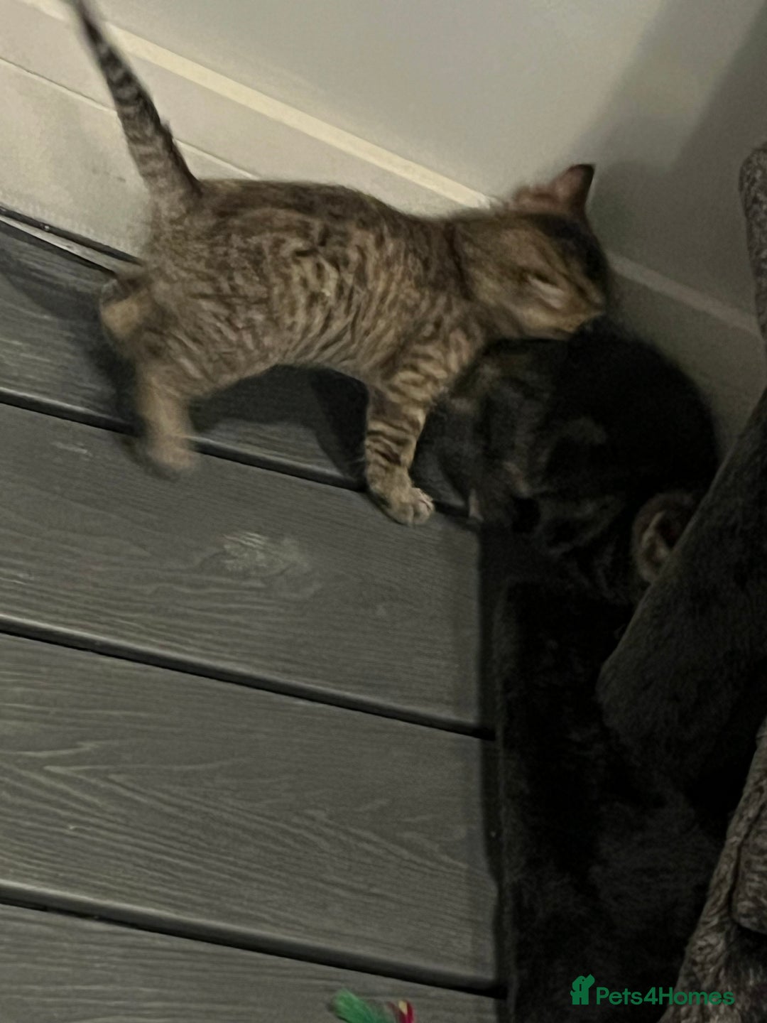 Mixed Breed cats for sale: Half bengal / tabby’s  - Image 14