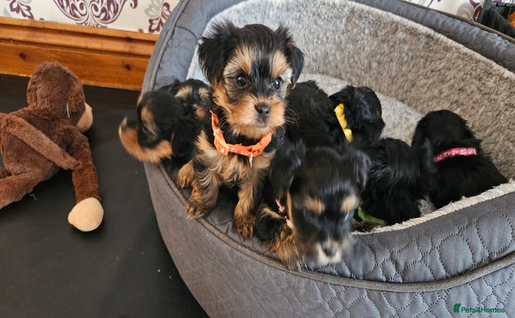 Morkie dogs - Advert 1