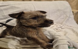 Irish Terrier dogs for sale: Home raised Irish terrier  - Image 13