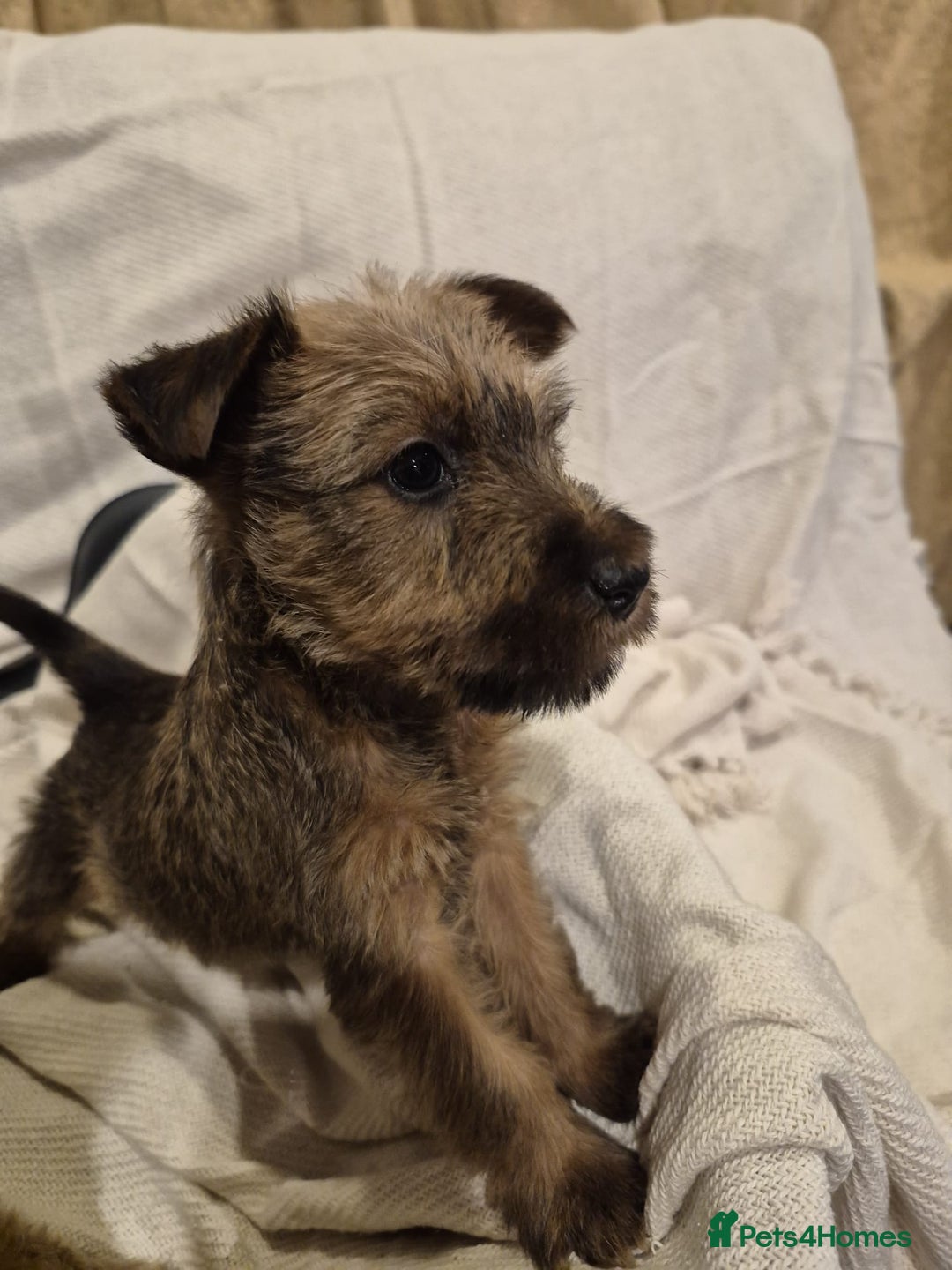 Irish Terrier dogs for sale: Home raised Irish terrier  - Image 13