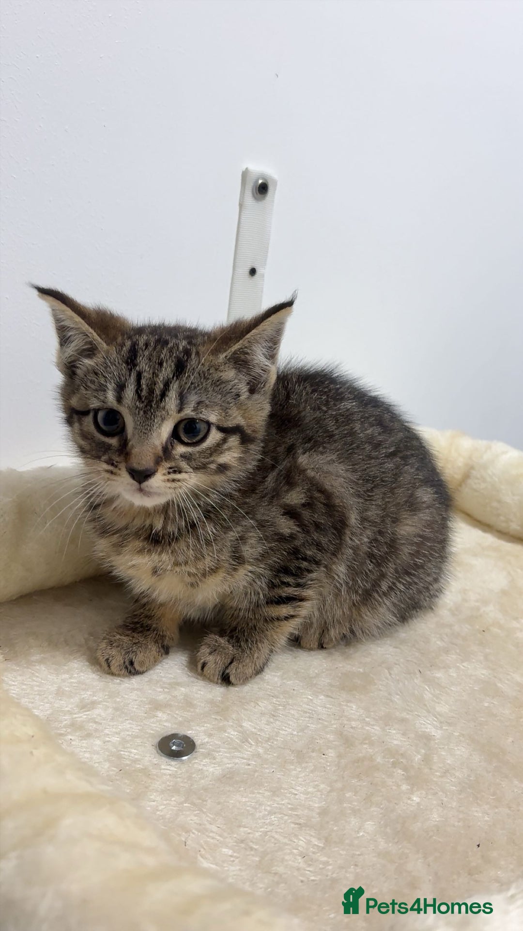 Mixed Breed cats for sale: Last remaining Female Kitten - Ready for rehoming! - Advert 6