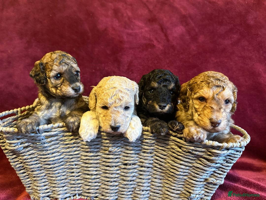 Toy Poodle dogs for sale: 💫🐩Extensively Health tested KC Toy Poodles 🐩💫 - Advert 2