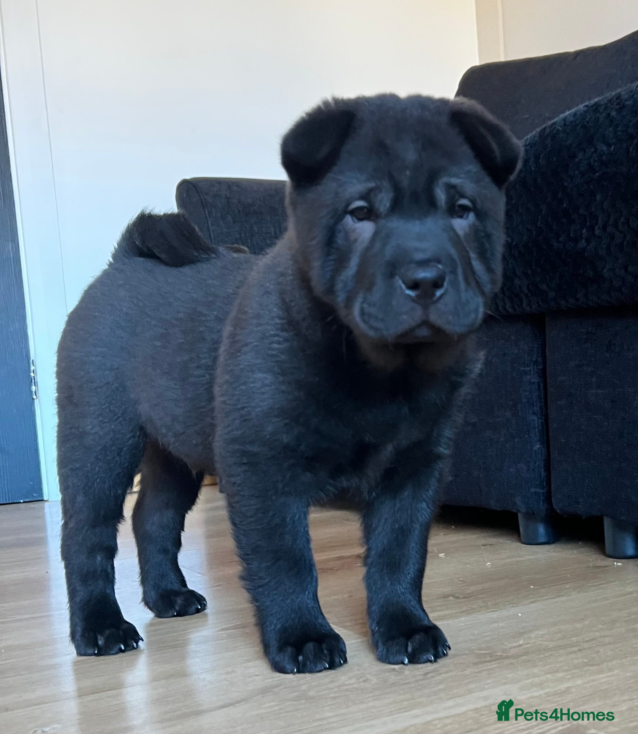 Mixed Breed dogs ChowPei Pups  - Advert 1