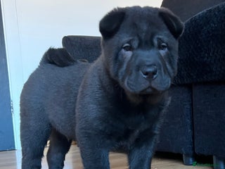 Mixed Breed dogs ChowPei Pups - Advert 6