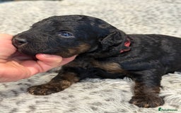 Bernedoodle dogs for sale: Miniature F1bs Bernedoodle  - Image 1