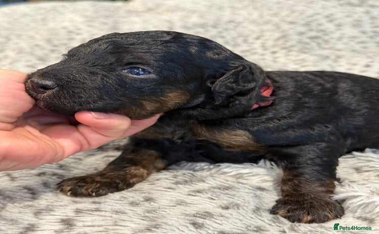 Bernedoodle dogs - Advert 4