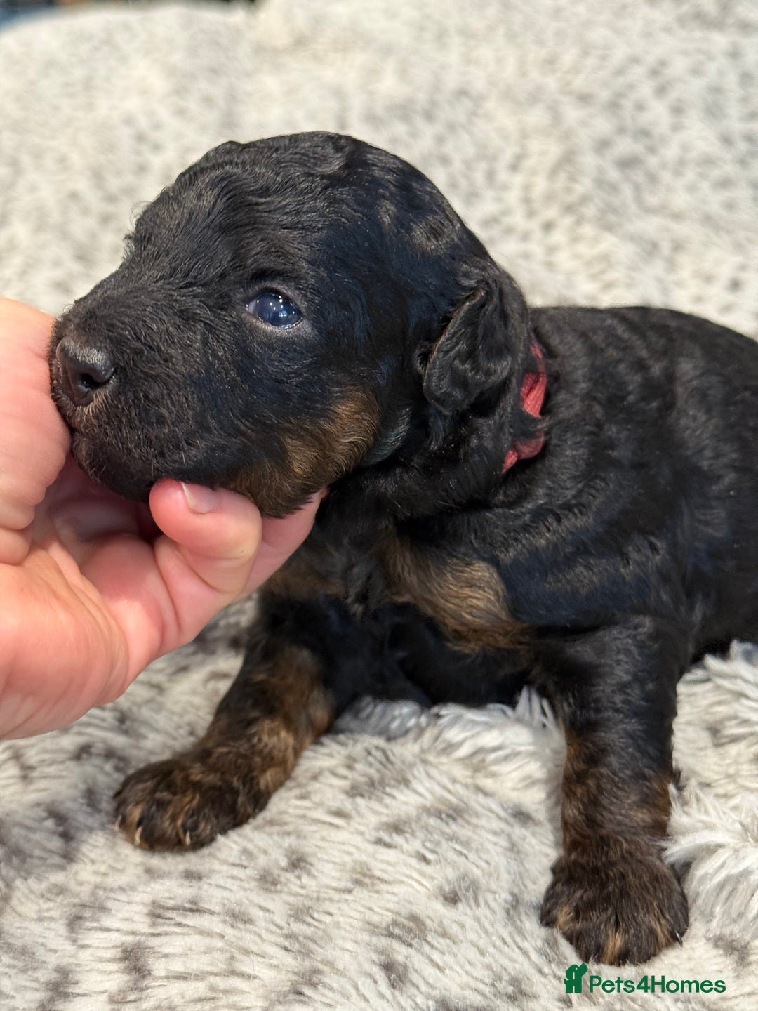 Bernedoodle dogs for sale: Miniature F1bs Bernedoodle  - Image 1