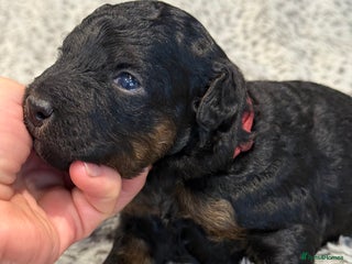 Bernedoodle dogs - Advert 2